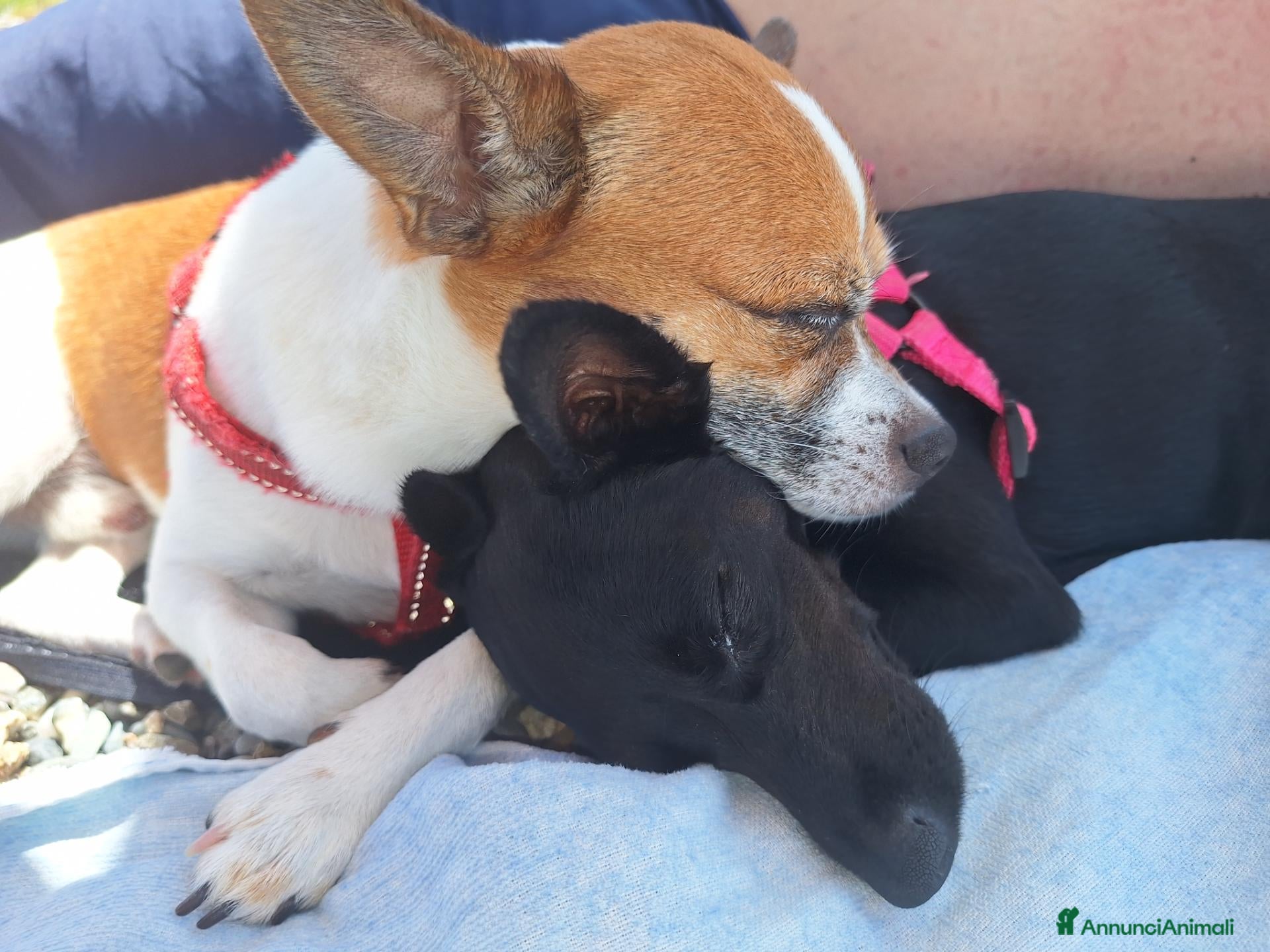 Meticcio cani Figli di un Pinscher Nano e di un meticcio  - Annuncio 22