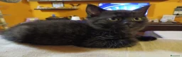 Scottish gatti in vendita: Cuccioli scottish straight - Annuncio 10