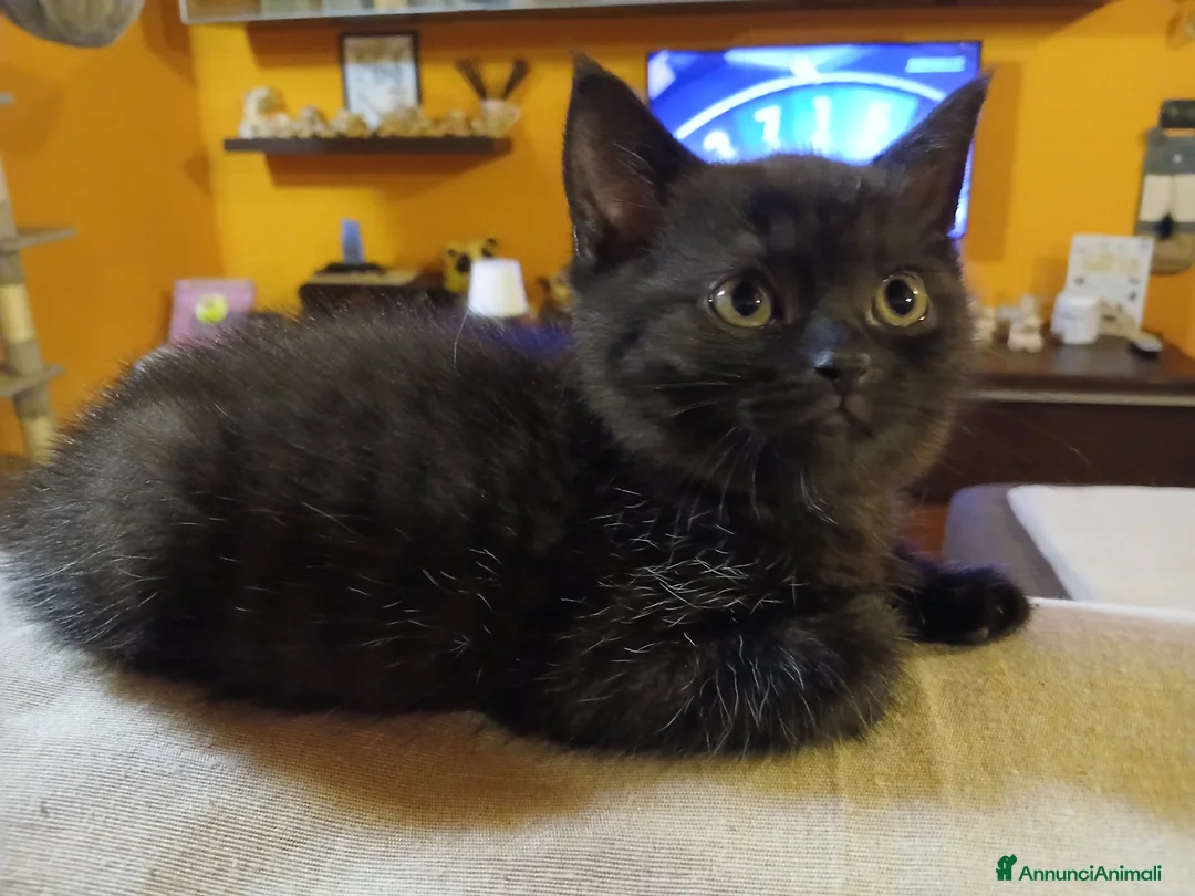 Scottish gatti in vendita: Cuccioli scottish straight - Annuncio 10