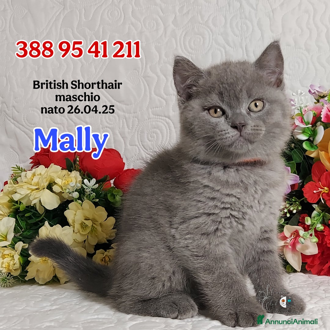 British gatti in vendita: British Shorthair cuccioli  a Città metropolitana di Roma Capitale - Immagine 15