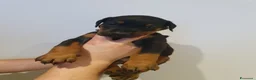 Dobermann cani in vendita: Cuccioli di Dobermann - Annuncio 6