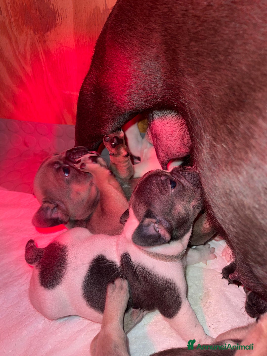 Bulldog Francese cani in vendita: Bulldog francese esotico - Annuncio 3