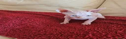 Sphynx gatti in vendita: Sphynx Canadese  - Annuncio 4