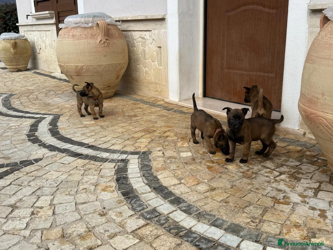 Pastore Belga cani in vendita: Splendidi cuccioli di Pastore Belga Malinois  - Annuncio 16