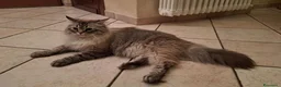 Siberiano gatti per accoppiamento: SIBERIANO NEVA PER ACCOPPIAMENTO  - Annuncio 2