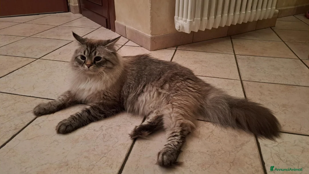 Siberiano gatti per accoppiamento: SIBERIANO NEVA PER ACCOPPIAMENTO  - Annuncio 2