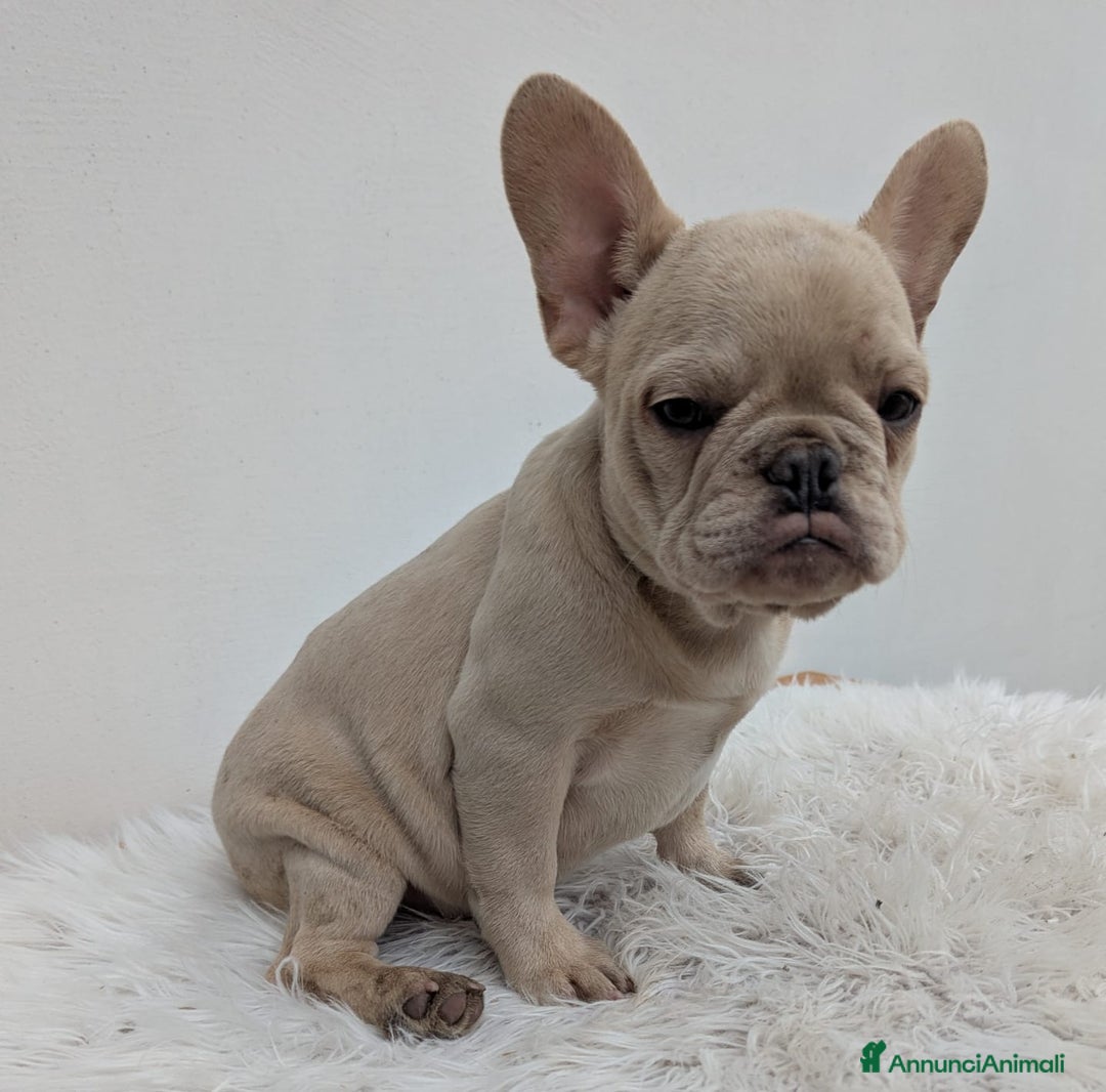 Bulldog Francese cani in vendita: Bulldog francese blu merle - Annuncio 5