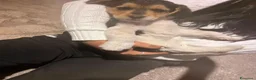 Meticcio cani in regalo: Cuccioli di taglia media piccola  - Annuncio 3