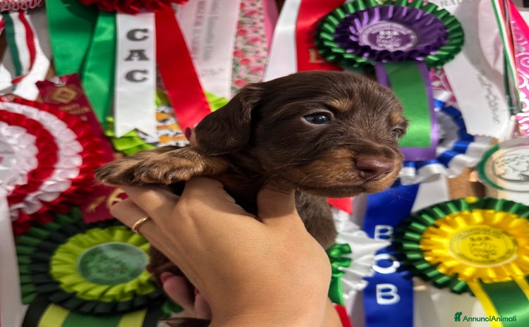 Bassotto cani a Città Metropolitana di Bologna - Annuncio 1