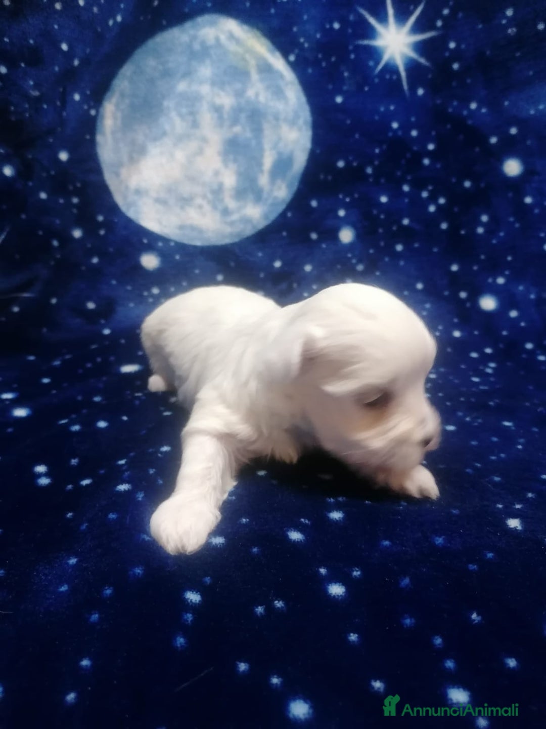 Maltese cani in vendita: Maltese cuccioli - Annuncio 2