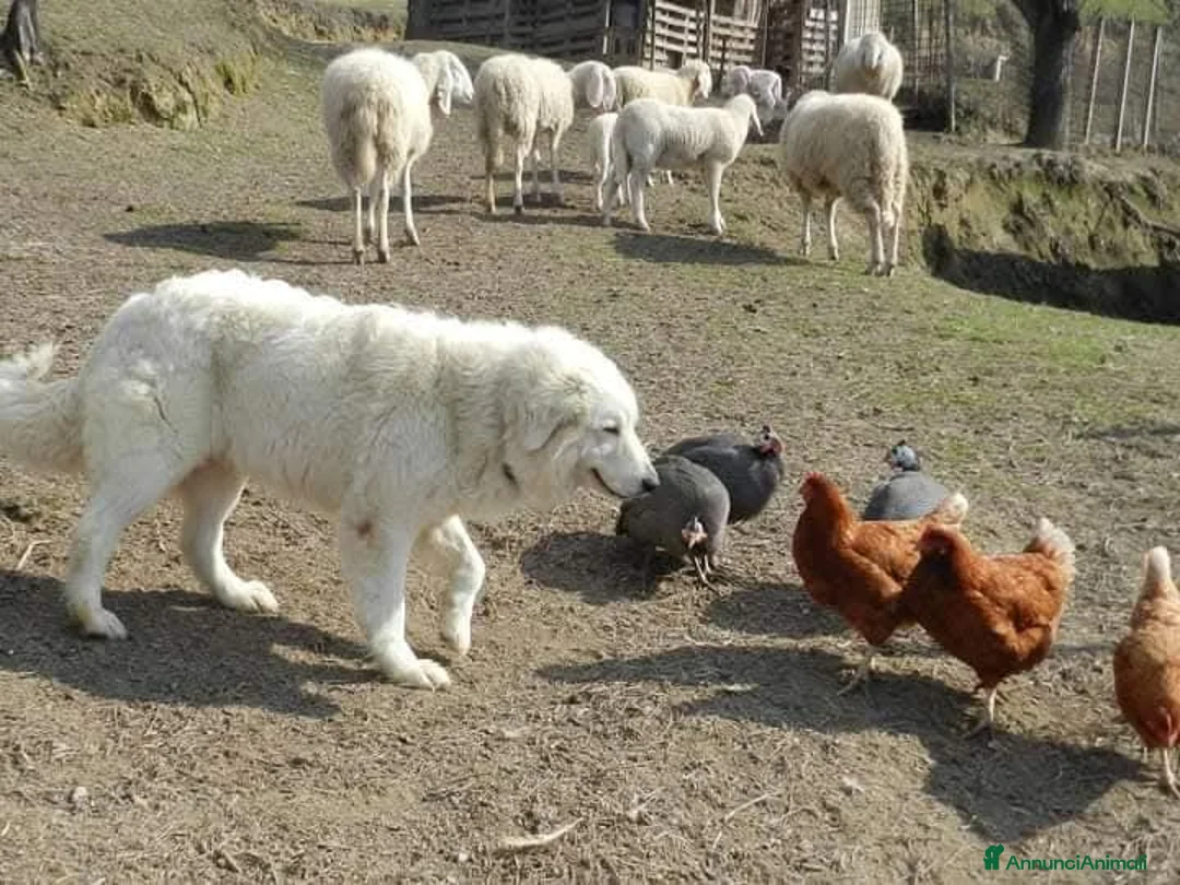 Pastore Maremmano cani in vendita: spettacolari cuccioli di Pastore marem. Abruzzese  - Annuncio 4