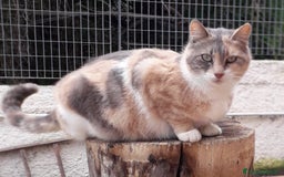 Altre razze gatti in regalo: Nemo, gattino sogna casa - Immagine 9