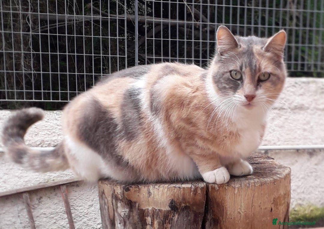 Altre razze gatti in regalo: Nemo, gattino sogna casa - Immagine 9