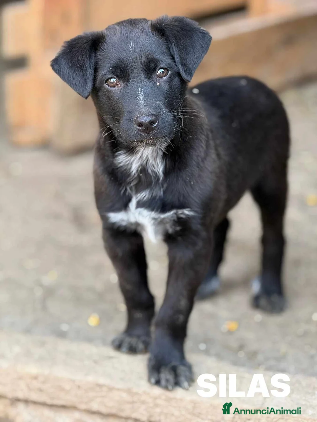 Meticcio cani in regalo: SILAS, cucciolotto in nero ignorato da tutti. - Annuncio 2