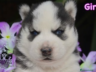 Husky cani Cucciola Siberian Husky linea Russa Pedigree Enci - Annuncio 36