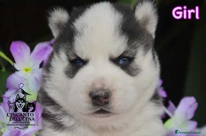 Husky cani - Annuncio 1