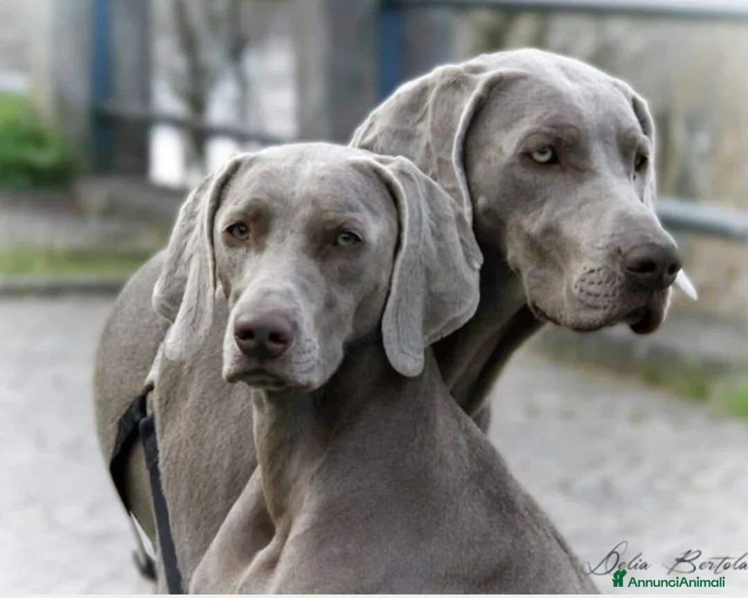 Weimaraner cani in vendita: WEIMARANER SPLENDIDE CUCCIOLE a Città Metropolitana di Torino - Immagine 15