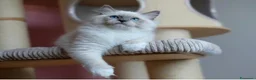 Ragdoll gatti in vendita: Bellissimi cuccioli di ragdoll - Annuncio 11