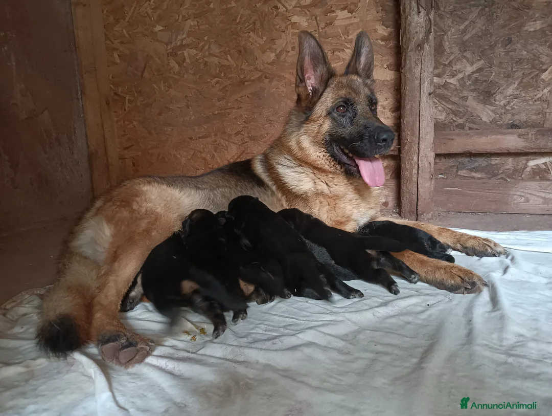 Pastore Tedesco cani in vendita: Cuccioli di Pastore Tedesco - Annuncio 1