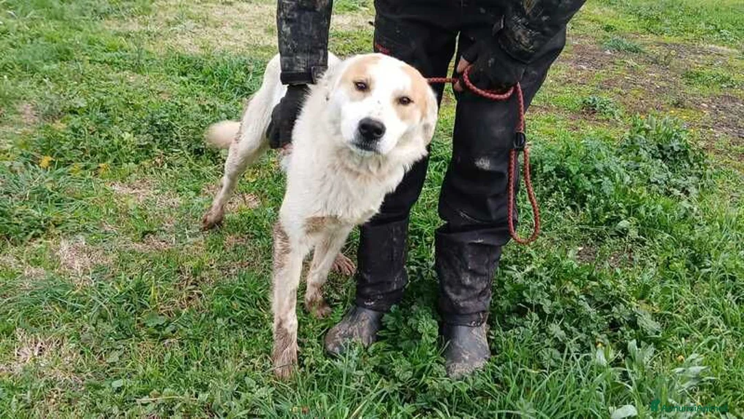 Meticcio cani in regalo: ATHOS STA ASPETTANDO LA SUA MAMMA E IL SUO PAPA' - Annuncio 4