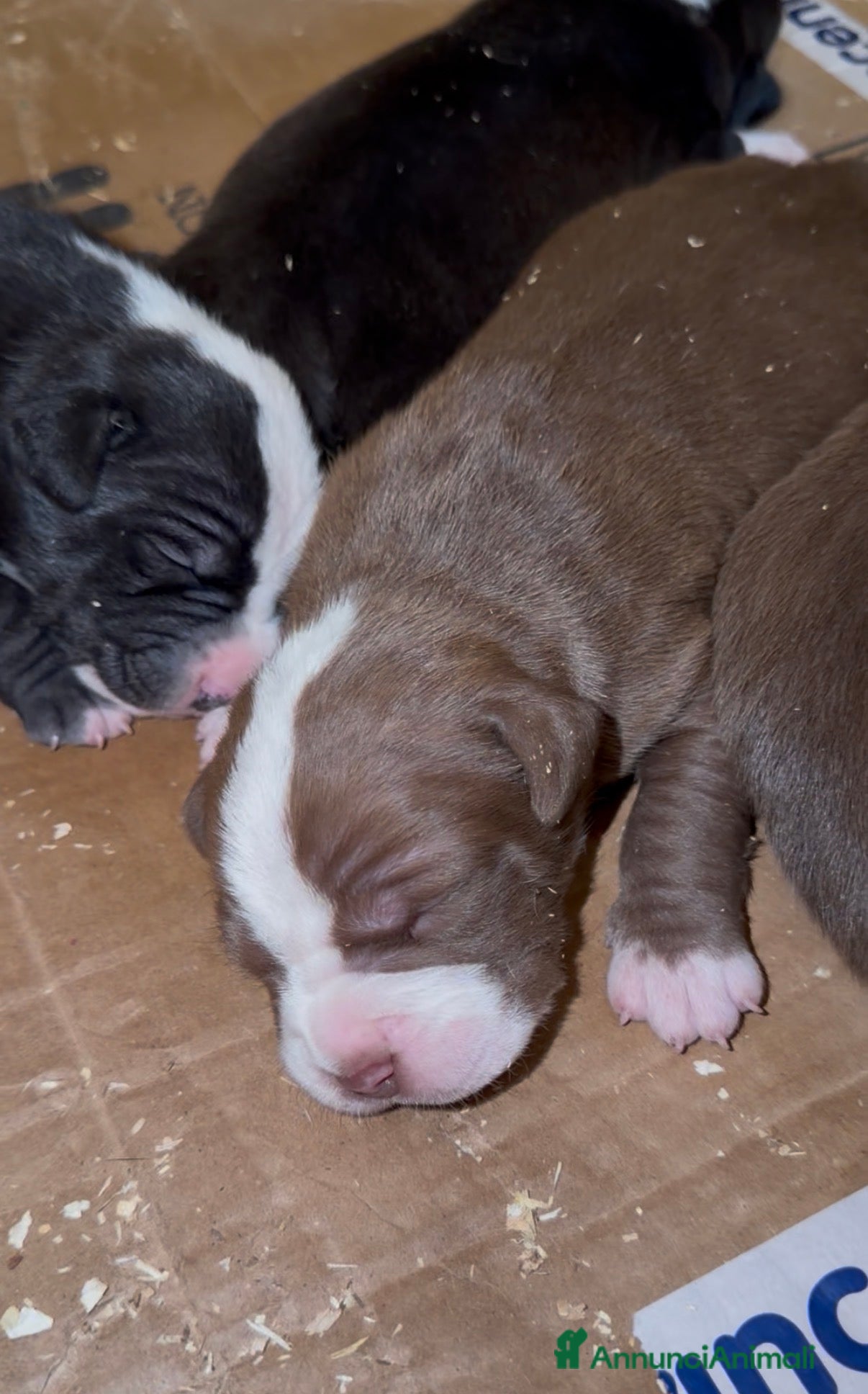 Pitbull cani Cuccioli Pit Bull Black,Red,Blue Nose - Annuncio 4