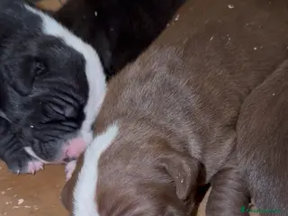 Pitbull cani Cuccioli Pit Bull Black,Red,Blue Nose - Annuncio 4