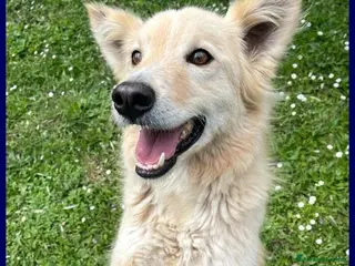 Meticcio cani LUCKY vivace ed attivo! - Annuncio 8