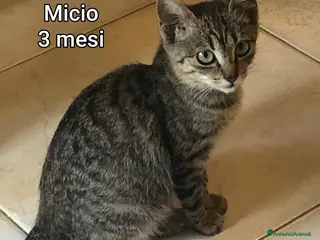 Altre razze gatti MICINI: SIAMO AL COLLASSO! - Annuncio 3