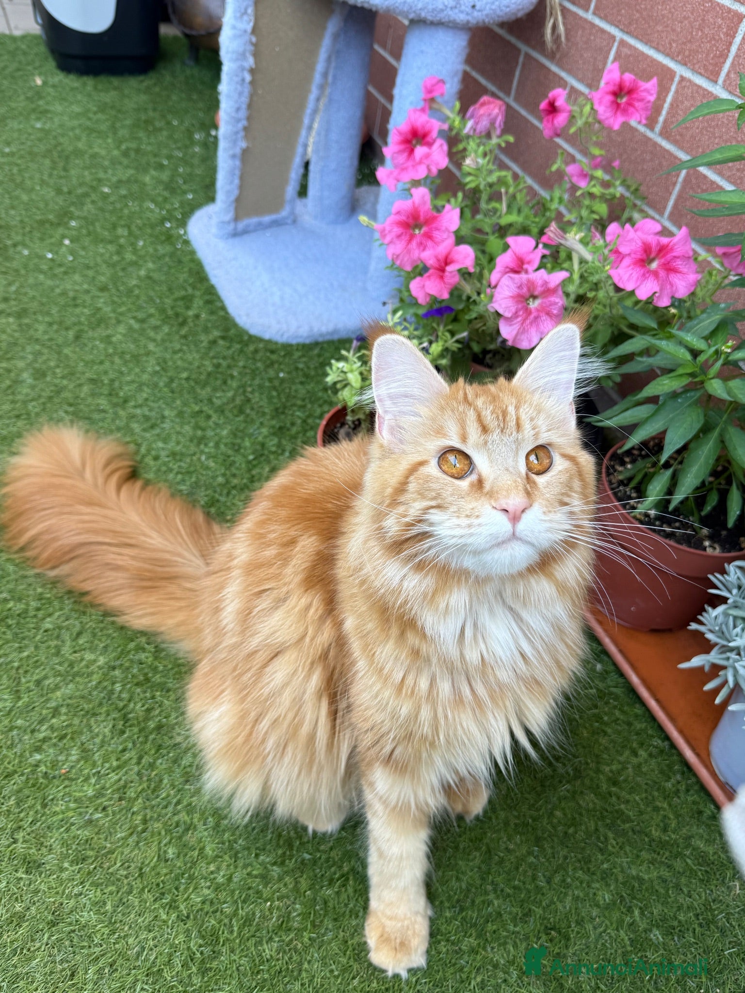 Maine Coon gatti Tre cucciole di razza Maine coon  - Annuncio 28