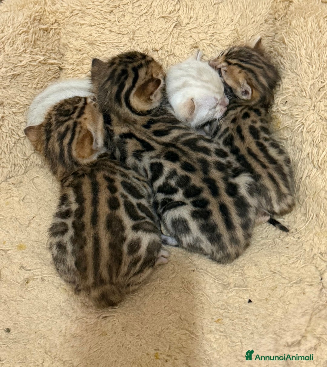 Bengala gatti in vendita: Gatto bengala  - Annuncio 2