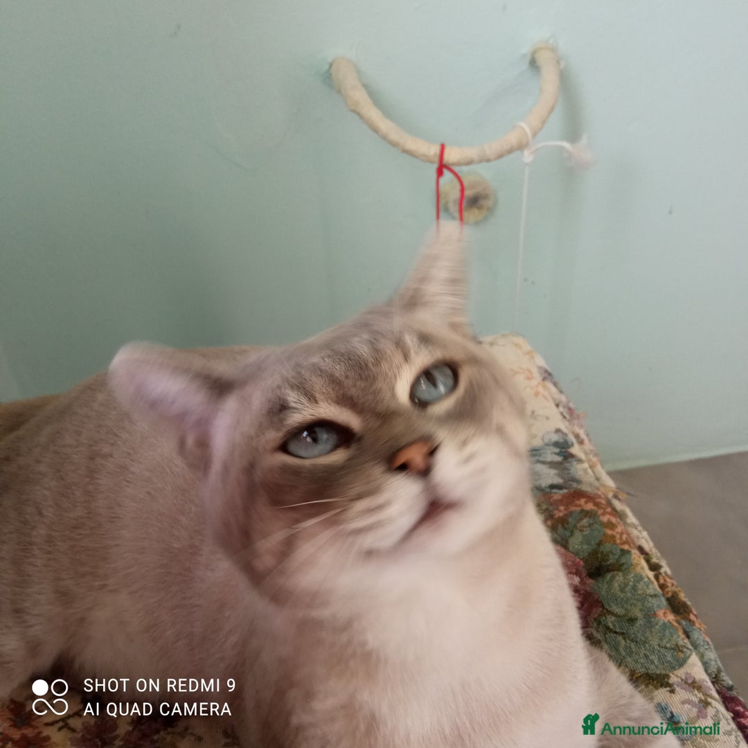 Siamese gatti in regalo: Siamesone cerca casa - Annuncio 2