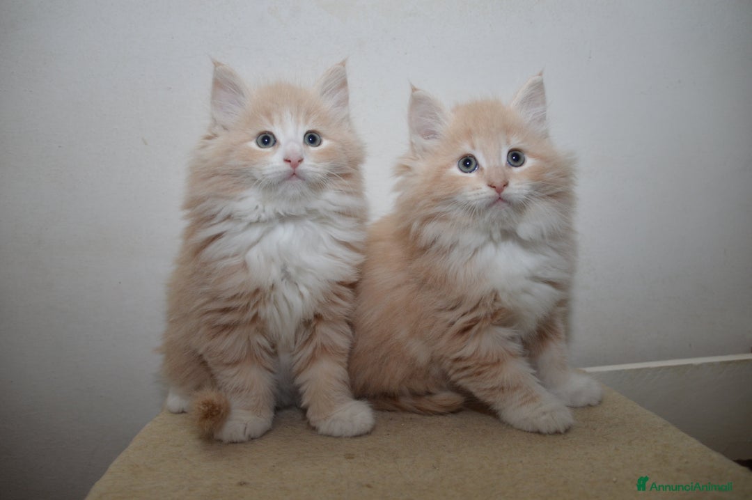 Norvegese gatti in vendita: Cucciolo norvegese delle foreste  - Annuncio 1