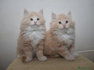 Norvegese gatti Cucciolo norvegese delle foreste - Annuncio 1