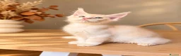 Maine Coon gatti in vendita: Allevamento Maine Coon Misty Woods - Annuncio 4