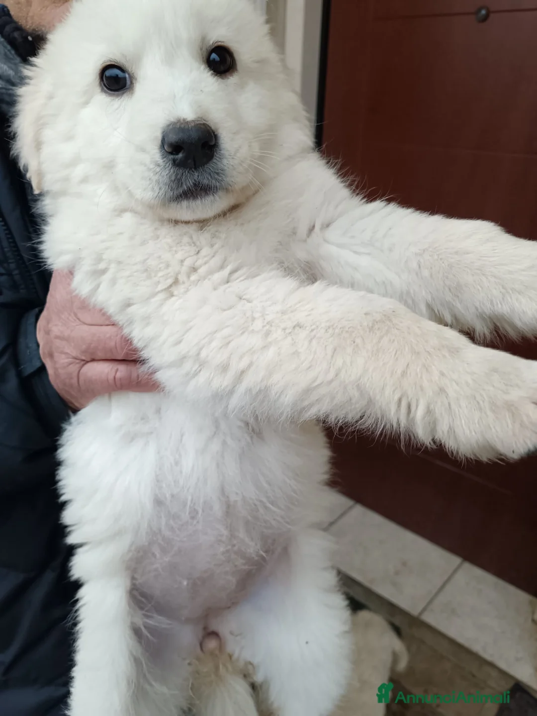 Meticcio cani in regalo: 2cucciole 2mesi futura tg medio grande.IRPINIA01 - Annuncio 1