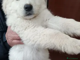 Meticcio cani 2cucciole 2mesi futura tg medio grande.IRPINIA01 - Annuncio 28