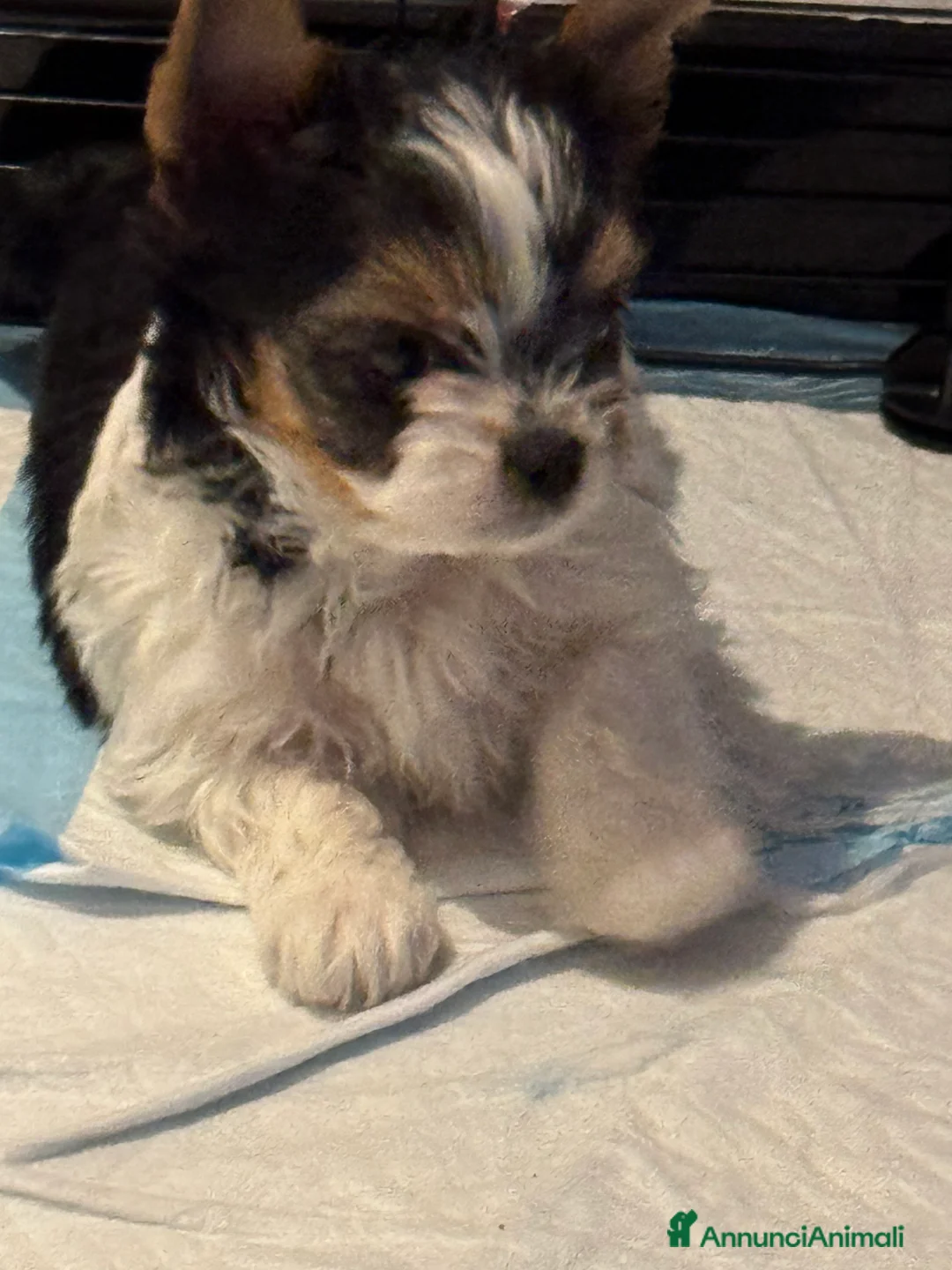 Biewer Terrier cani in vendita: Vendo cuccioli di razza Biewer Terrier - Annuncio 2