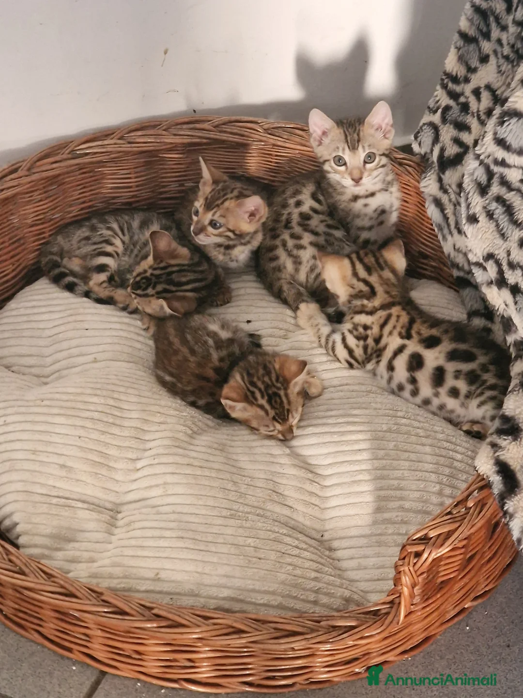 Bengala gatti in vendita: Gatto del bengala  - Annuncio 2