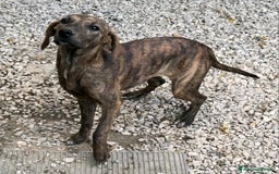 Meticcio cani in regalo: Sansone 5 mesi taglia media  - Immagine 1