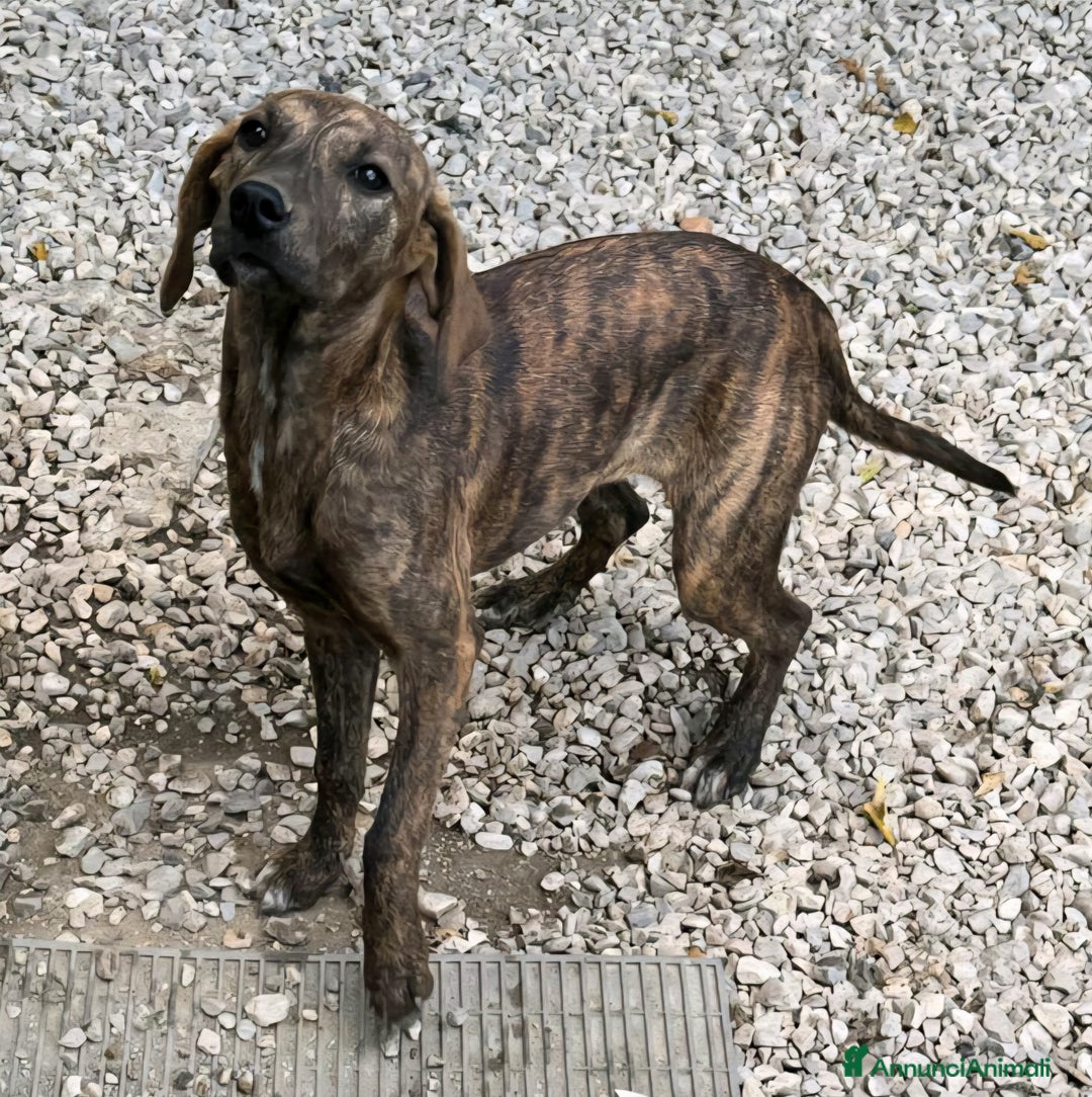 Meticcio cani in regalo: Sansone 5 mesi taglia media  - Immagine 1