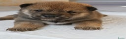 Shiba Inu cani in vendita: Cuccioli di Shiba Inu - Annuncio 8
