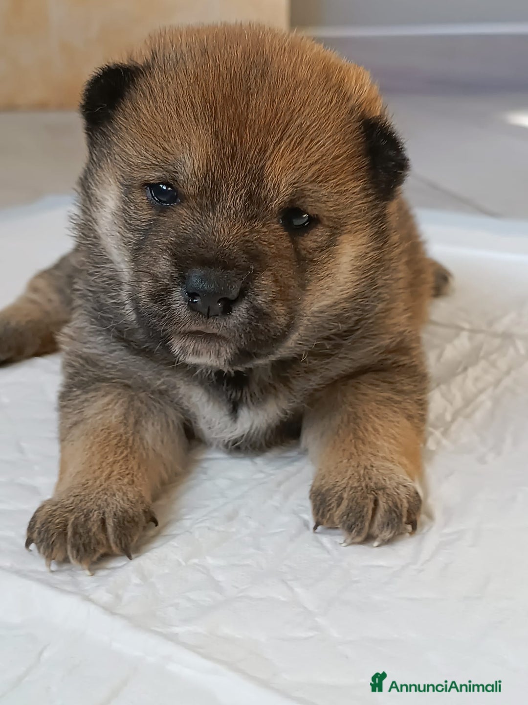 Shiba Inu cani in vendita: Cuccioli di Shiba Inu - Annuncio 8