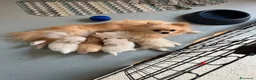 Spitz cani in vendita: Cuccioli Spitz Nano Tedesco di Pomerania a Libero consorzio comunale di Trapani - Annuncio 7