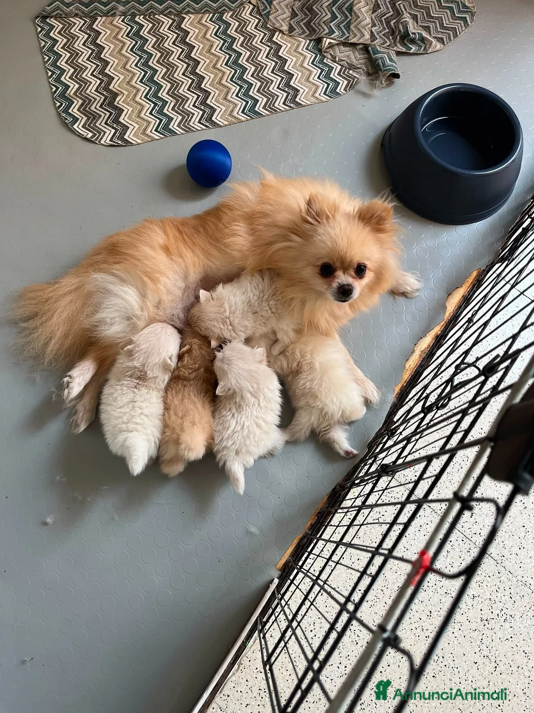 Spitz cani in vendita: Cuccioli Spitz Nano Tedesco di Pomerania a Libero consorzio comunale di Trapani - Annuncio 7