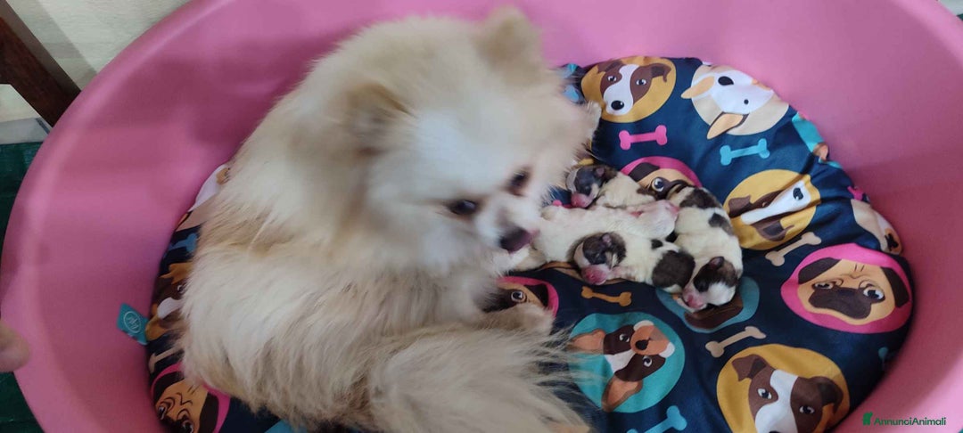 Spitz cani in vendita: Spitz Pomerania - Annuncio 3