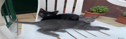 Meticcio gatti in regalo: 3 gattini vivaci cercano casa - Annuncio 3