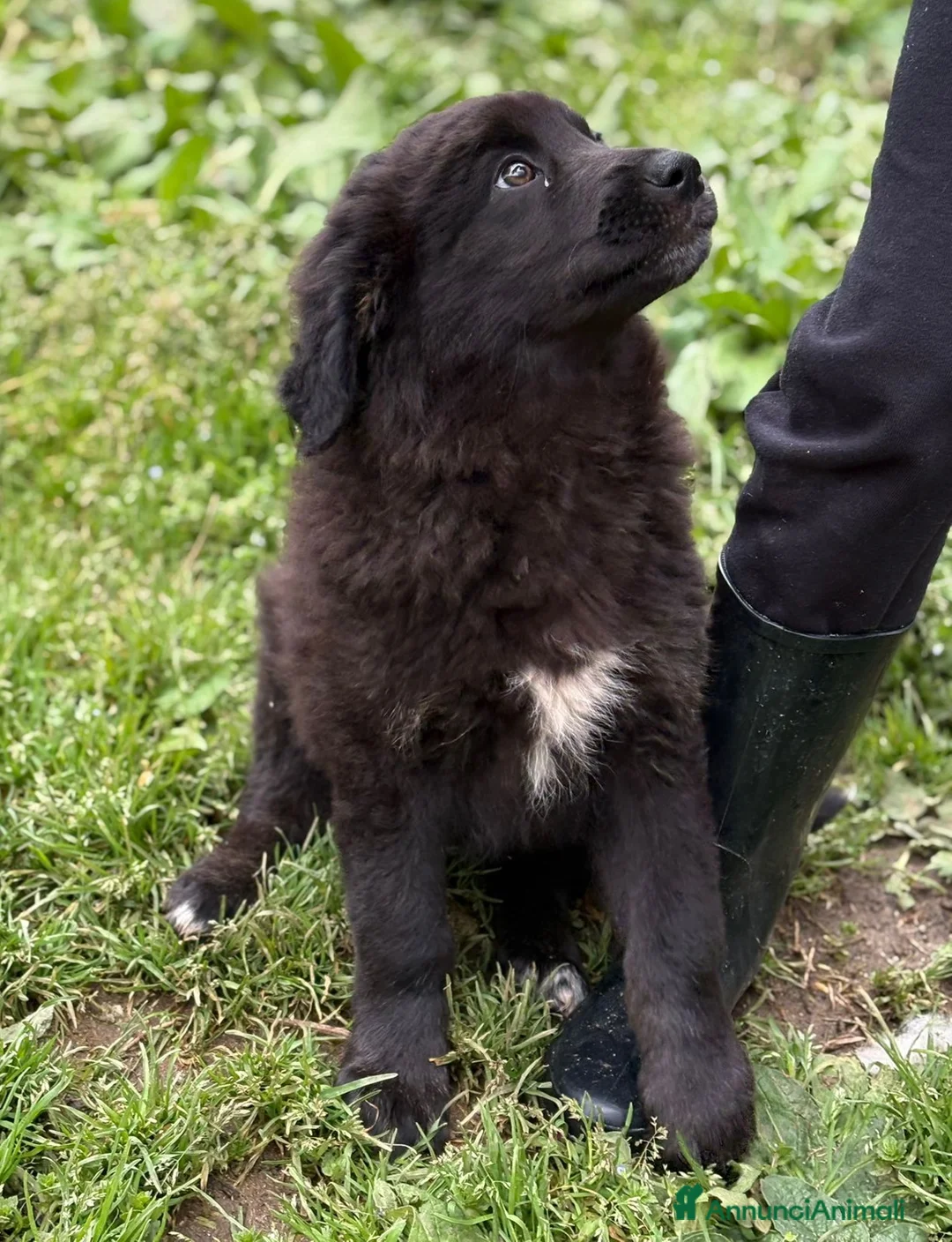 Meticcio cani in regalo: UNA MAMMA PER BROWNIE a Provincia di Varese - Annuncio 6