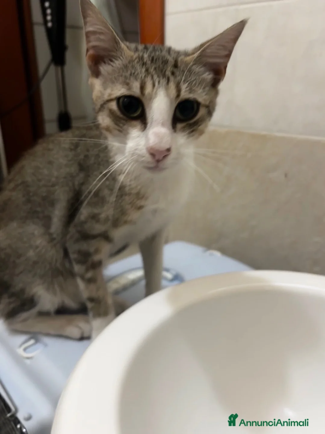 Meticcio gatti in regalo: Leo cerca casa ♥️ a Provincia di Crotone - Annuncio 2