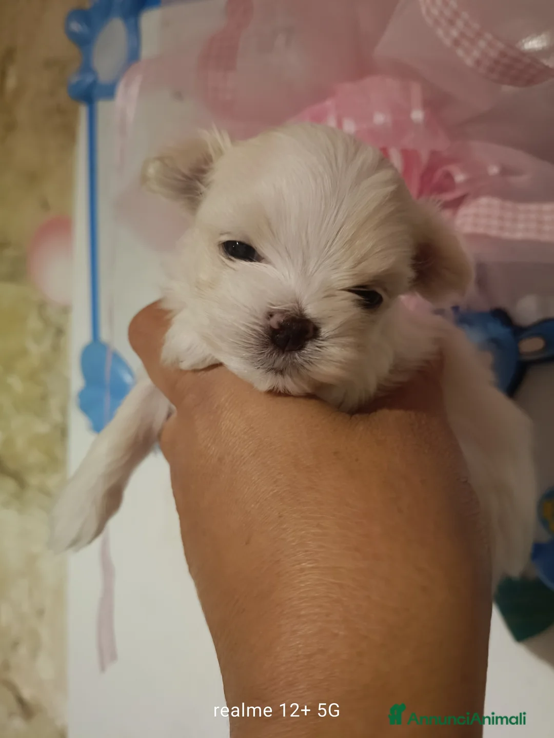 Maltese cani in vendita: Maltese - Annuncio 5