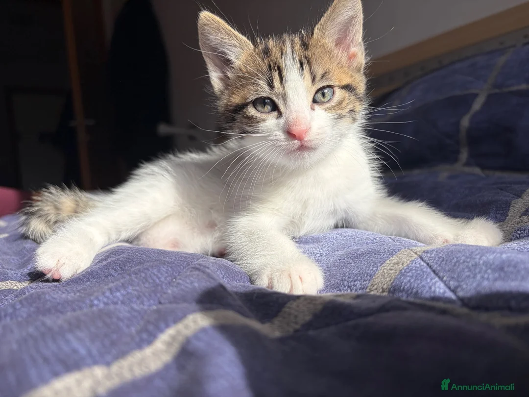 Altre razze gatti in regalo: Regaliamo 2 gattini fratelli  - Annuncio 4